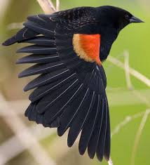 Small Black Bird With Red Neck C1 Staticflickr Com 5 4007 4349210511 A112c289c5 Z Jpg Zz X3d 1 Black Bird Red Wing Blackbird Backyard Birds
