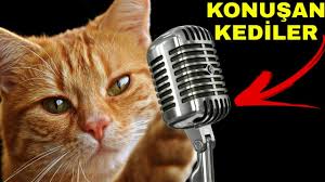 En Cilgin Konusan Kediler Guzel Komik Kedi Videolari Youtube