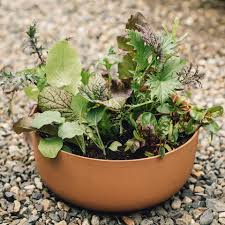 Plants can be grow without soil by using water, sand, gravel, perlite, vermiculite or coconut chips to support the plant and also anchor the roots. Easy Foods To Grow Without A Garden Eatingwell