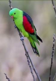 We did not find results for: Red Winged Parrot Aprosmictus Erythropterus Parrot Encyclopedia