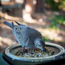 Bird On The Run Pittsburgh Mourning Dove Zenaida Macroura Up Close Bird Wildlife Nature Dove Outdoors Mourningdove Zenaidamacroura Zenaida Mourning Dove Wildlife Instagram