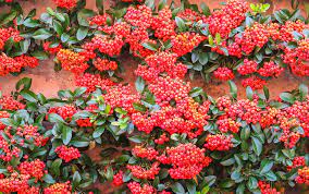 All of them are really special and not only can they give an instant boost to your garden, but they can also cover old fences or walls. Best 10 Climbing Plants David Domoney