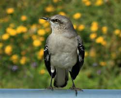 Changing partners every year is common in mockingbirds. The Poets Birds The Mockingbird And A Donkey The Task At Hand