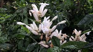 Image result for Whitfieldia thollonii