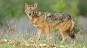 African Golden Jackals Are Actually Golden Wolves Science Aaas Dingo Dog Wild Dogs Wolf Life