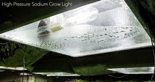 Plants that grow with artificial light. Growing Plants Indoors With Artificial Light What You Need To Know