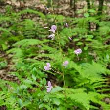 Image result for Hylodesmum