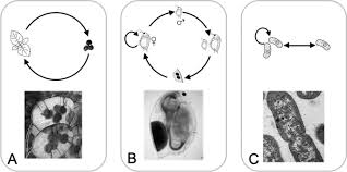 The soil seed bank refers to the various seeds that are 'stored' in the soil of most ecosystems. Principles Of Seed Banks And The Emergence Of Complexity From Dormancy Nature Communications