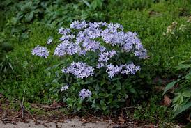 We did not find results for: Visit Missouri Articles A Guide To Spring Wildflowers In Missouri