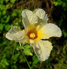 Image result for Momordica foetida