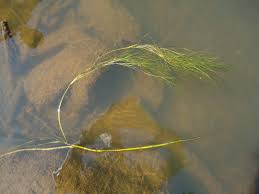 Image result for Stuckenia