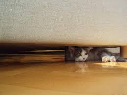If there are no obvious hiding places. What Does It Mean If My Cat Hides Under The Bed