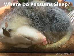 We did not find results for: Where Do Possums Sleep Animal Hype