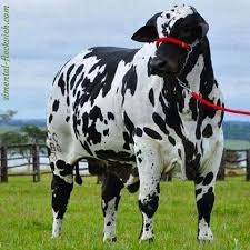 Nelore Pintado Sigir Irki Brezilya Ve Bircok Ulkede Yaygin Animals Cattle Cattle Ranching