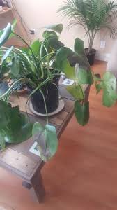 Maybe you would like to learn more about one of these? Help My Monstera Most Of The Leaves Have Brown Spots And They Re Falling Down What Do I Do To Help It Monstera Monstera Plant Care Monstera Deliciosa Care