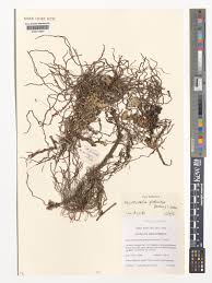 Image result for Microcoelia bulbocalcarata