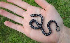 Grey Banded Baby Snake Baby Snakes Love Your Pet Baby Animals