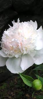 Peony Flowers Peony Beautiful Flowers Peony Flower Garden Flower Garden
