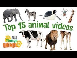 Top 15 Animal Videos Animals Playlist For Children 25 Mins Long Kids Videos Preschool Learning Youtube Animal Tv Animal Gifs Animals For Kids