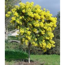 Image result for Acacia decurrens