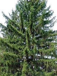 Prune out upright shoots to maintain globose form. Best Conifers Evergreens For St Louis Gardens