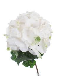 We did not find results for: Hortensie Schneeball Weiss Bestellen Blumigo
