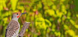 Dispels debuffs and blinks you in a random direction. The Ringing Voice The Wings That Burn Flickers Nature In Novato
