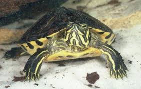 Cumberland Turtle Kaplumbagalar Kaplumbaga Hayvanlar