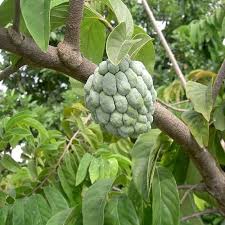 Image result for Annona squamosa