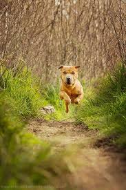 6 Tips For Photographing Dogs In Action Cat Training Tips And Tricks Pinterest Dog Photography Pet Photography Tips And Animal Photography