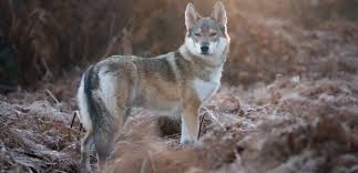 Excellent temperament, substance, and structure. German Shepherd Husky Mix Animal Corner