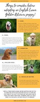 The pages will initially show a past eva/flynn litter. Things To Consider Before Getting An English Cream Golden Retriever