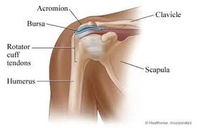 This small muscle is located at the top of the shoulder and helps raise the arm away from the body. Shoulder Cartilage And Tendon Injuries My Doctor Online