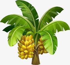 Banana Tree Images Banana Tree Photo Tree