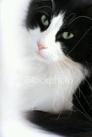 Beautiful Black And White Cat Pictures Black And White Cat White Cats Crazy Cats Beautiful Cats