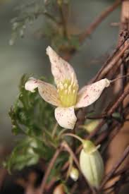 We did not find results for: Cistus Design S Top Three Winter Flowers 2013 Portland Monthly