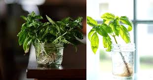 Basil plants are fun to start from seeds. Growing Basil In Water 9 Steps For Never Ending Supply Of Basil