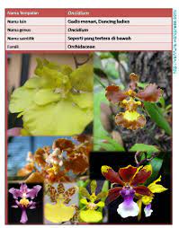 Bunga ini sangat menawan sehingga dapat oleh itu, nama saintifik spesies adalah orchis helmoniferous (orchis militaris l.). Orkid Wannura Orkid Halaman 11