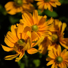 Image result for Rudbeckia hirta