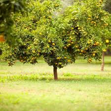 Proudly serving san diego for over two decades. 10 Best Fruit Trees To Grow At Home Family Handyman