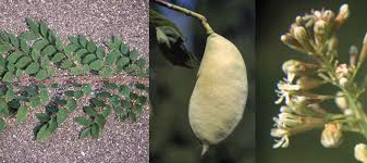 The kentucky coffeetree (gymnocladus dioicus) is a rare tree species found throughout southern and midwest america. Kentucky Coffeetree Welcome To Whitehouse Ohio