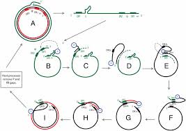 This begins with regular monitoring for signs of liver disease. Encapsidated Hepatitis B Virus Reverse Transcriptase Is Poised On An Ordered Rna Lattice Pnas