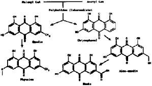 Image result for Synadenium pereskiifolium
