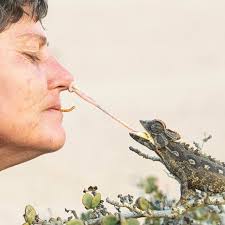 Help, now I cannot find quick info: The Rock Martin has been split into the  Large Rock Martin and the Red-Throated Rock Martin. I want to log one now,  but CANNOT find