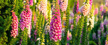 Maybe you would like to learn more about one of these? 20 Poisonous Flowers To Watch Out For Proflowers
