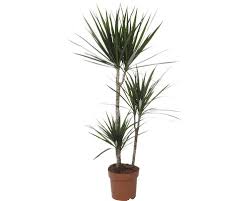 Drachenbaum umtopfen drachenbaum eintopfen pflanzen dracaena. Drachenbaum Floraself Dracaena Massangeana Marginata H 80 90 Cm O 21 Cm Topf Bei Hornbach Kaufen