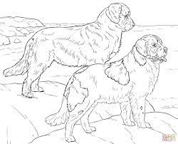 malowanki pies coloriage terre neuve coloriages a imprimer gratuits dog coloring page newfoundland book anime fille mignonne