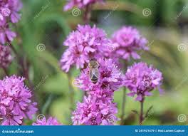 Image result for Silene abyssinica