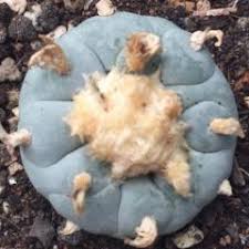 Image result for Dicoma galpinii