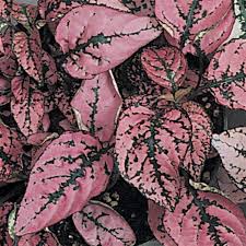 Image result for Hypoestes sp. aff. aristata B
